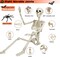 36" Life-Size Skeleton Halloween Decoration – Full-Body Movable Skeleton with 20 Spiders for Yard, Haunted House, Indoor & Outdoor Decor
